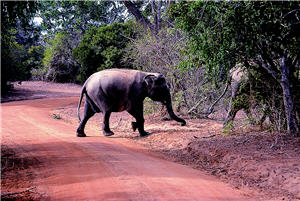 大象雖然可愛，但有其危險性，當他們要橫越道路，還是得保持一定的距離