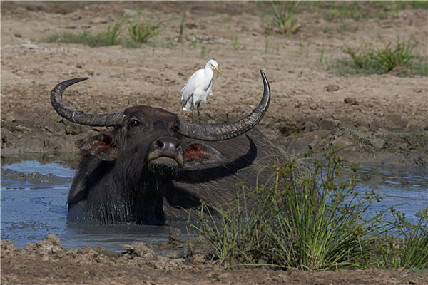站立於牛背上的牛背鷺(黃頭鷺)