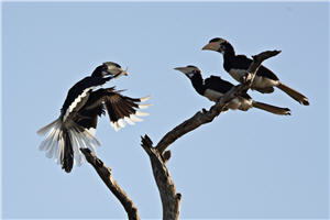 倨傲枝頭的冠斑犀鳥