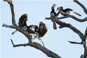 倨傲枝頭的冠斑犀鳥