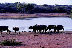 成群的水牛