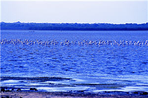 水塘裡聚集的鳥兒