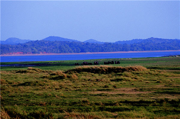 散落大小不一的水塘，提供了生物多樣性的根源