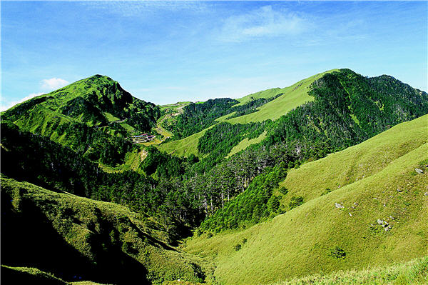 夏日的合歡山綠意盎然，處處展現生機