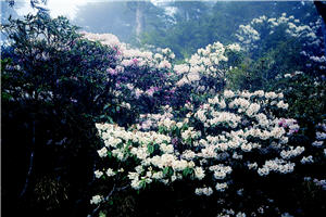 梅雨季節雲霧瀰漫在盛開的玉山杜鵑，也為高山植物帶來足夠的水氣