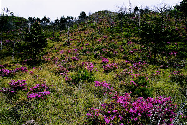 合歡北峰的二葉松林歷經火災後長出成片的紅毛杜鵑，五月盛開時形成一片紅色的花海