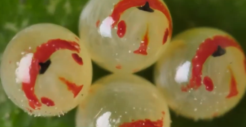 alt-各國家公園 Youtube 影片列表-1