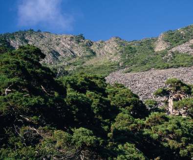 kawakamii are coniferous trees distributed at the highest elevation in Taiwan. They upward growth is replaced by communities of Juniperus squamata and Yushan rhododendrens. These evergreen tree are known as krummholz