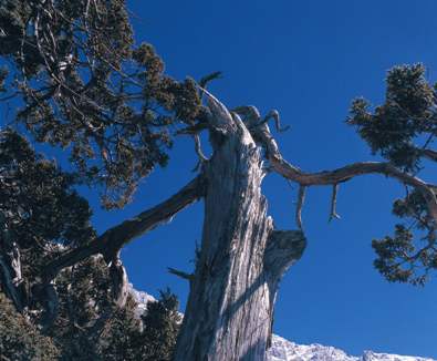 Yushan stands at 3,952 meters. Its main peak drops off 300 meters to the Lakulaku River, and harbors a myriad of life forms. This photo is Juniperus squamata