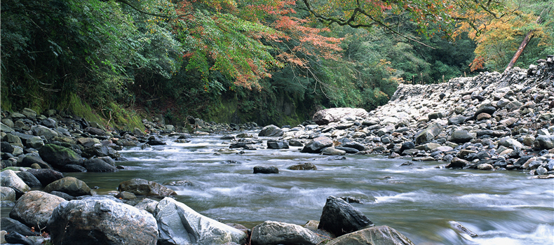 Cijiawan River, only home to the Formosan landlocked salmon, now is a plan of wildlife habitat