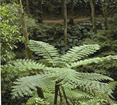Cyathea lepifera