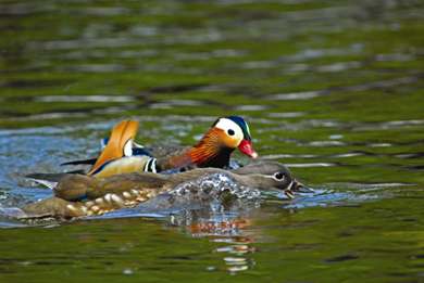 The male of mandarin ducks have bright feather