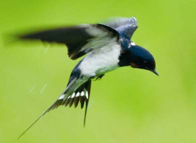 Hirund rusticas are one of the most widely spread species in the world. They are typical migratory birds, and they tend to flock. Some of them stay in Taiwan