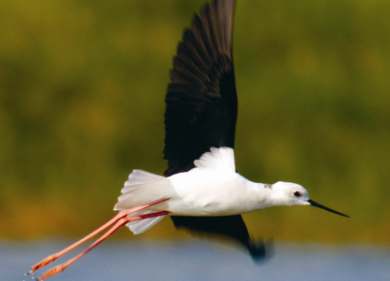 Straight slender beaks, long pink legs, and bright feathers are distinguishing characteristics of Himantopus himantopus