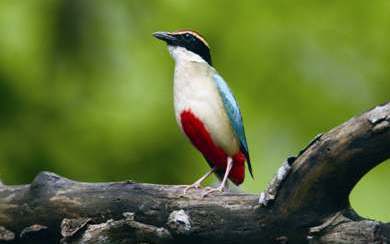 The Pitta nympha is an endangered species distributed in Southeast Asia