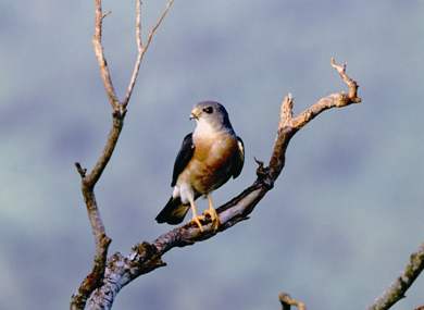 The Accipiter soloensis flies over south Taiwan during September and October, then moves on to Southeast Asia for winter