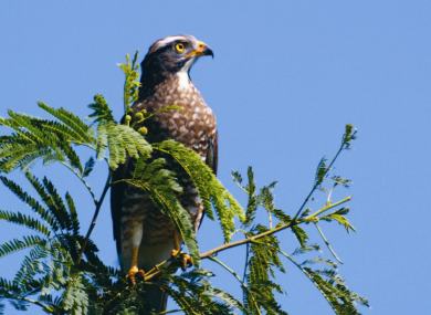Butastur indicus transit in Hengchun around the time of National Day in Taiwan in October. Therefore, they are also called 「the Bird of National Day」