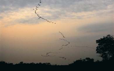 Phalacrocorax carbo are uncommon migratory birds. They tend to fly in formation, as they take advantage of air-stream currents to reduce flying obstructions