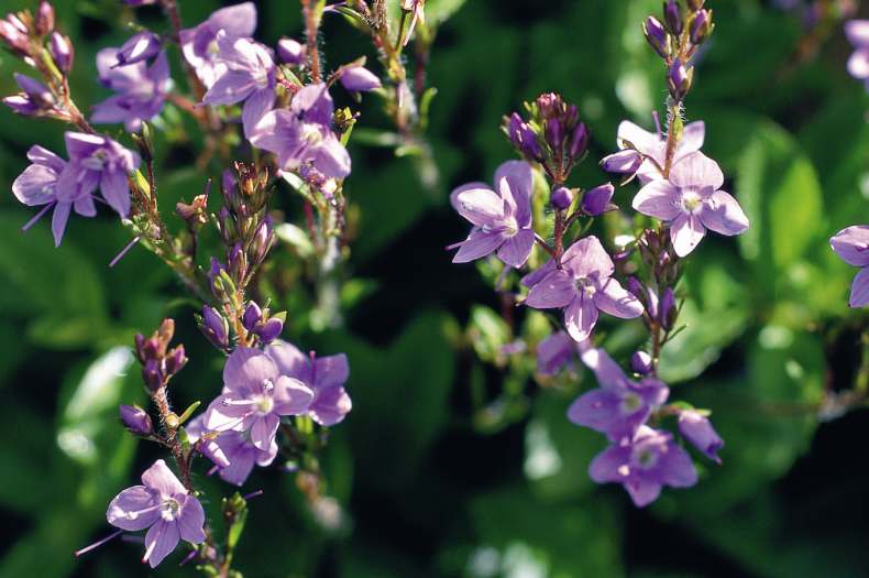 Veronica morrisonicola