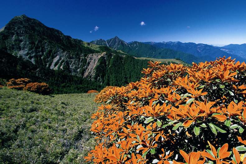Rhododendron hyperythrum