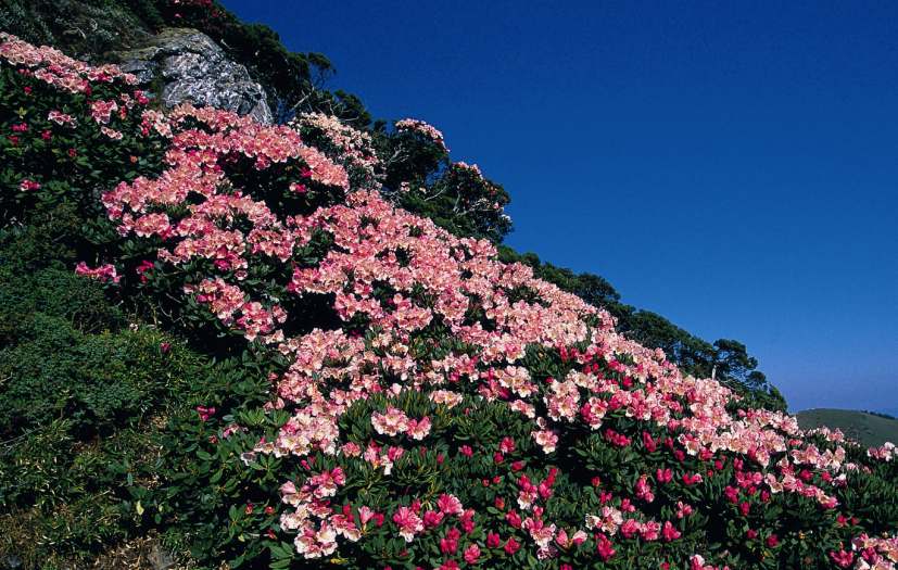 Rhododendron pseudochrysanthum