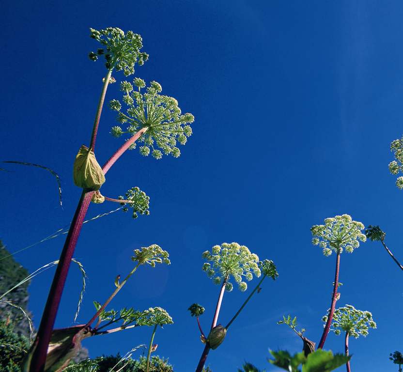 Angelica morrisonicola