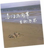 The Intertidal Zone Life of Kinmen