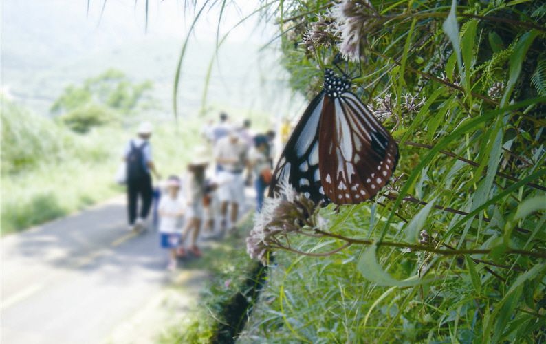 The Parantica sita niphonica are feeding on Eupatorium shimadai Hay on Mt. Yangming.