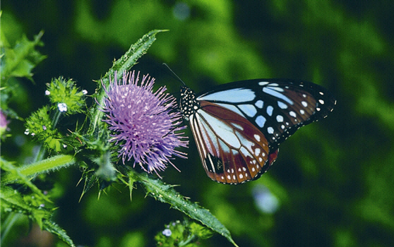 The Parantica sita niphonica has semi-transparent green color on their black wings. They prefer Compositae as their nectar resource.