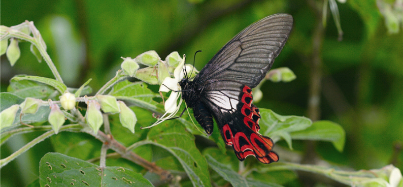 With spread wings, the Agehana maraho can reach 9-10cm. Their front wings have a linear pattern of crescent moons along the outer margins of the black background.