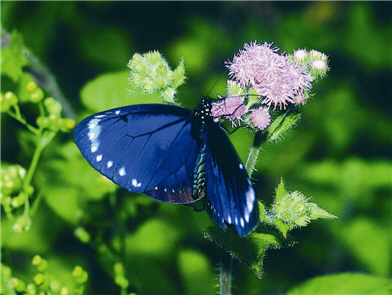 The Euploea has purple color under their front wings. They breed in spring and summer all over Taiwan, and over winter in the south.