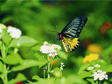 With spread wings, the Troides aeacus kaguya can reach 13-20cm. Imagos can be seen year round, and mainly is discovered from March to April, and September to October.