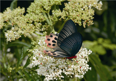 Though favouring high altitude mountains, the Atrophaneura horishana travels to lower elevations for nectar resources.