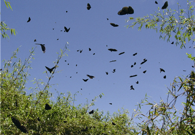 The Euploea travels towards the south through Tataka Saddle in September.