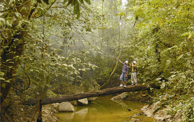 The rainforest trails of the Tarman National Park are built with little artificial materials but fallen trees instead and constructed according to the natural terrain.