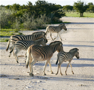 Zebras and other wild animals can be seen roaming around the Etosha National Park. 