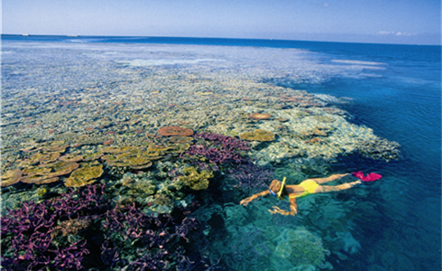 Touching the coral by hand in snorkeling or scuba diving is strictly forbidden by the Great Barrier Reef Marine Park authority. 