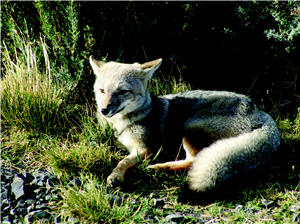 Grey foxes can be seen on the grassland of Paine National Park