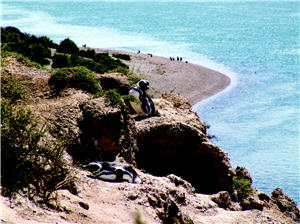 Magellanic Penguins mainly stay on the seashore of Patagonia. Valdes Peninsula only has 200,000 penguins