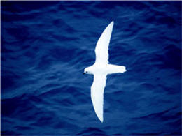 Snow Petrel in Antarctic Convergence island oceans is called the Fairy of the South