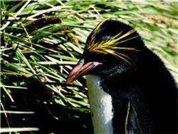 Macaroni Penguins with long yellow feathers on the head can be seen around Antarcti islands