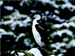 Imperial shag living among rocks with blue circle around eyes is one of the rarest species of shags