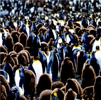 Over 100,000 King Penguins live in St. Andres Bay of South George Islands, the larges habitat of them