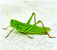 Chondracris rosea (provided by Albe Farm)