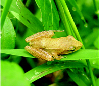 Pseudoamolops sauteri (provided by Albe Farm)