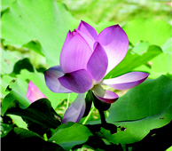 Lotus (provided by Albe Farm)