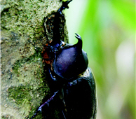 Allomyrina dichotoma (by Ta-chung Lu)