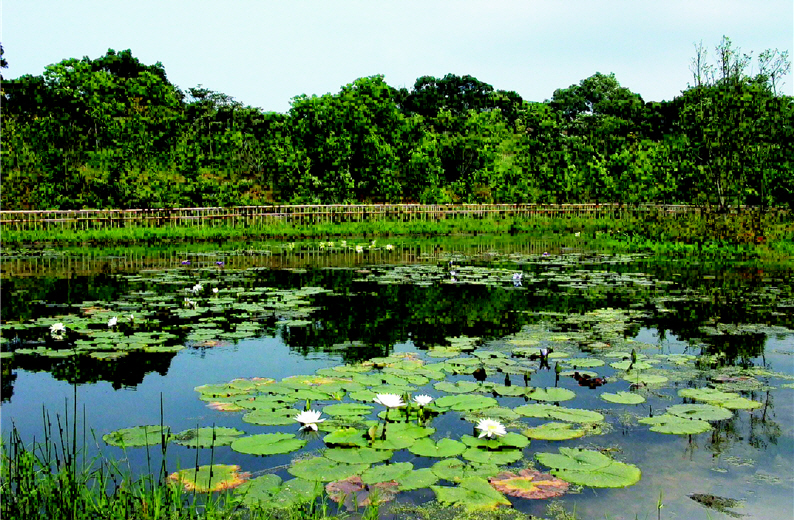 The Ecological Ponds