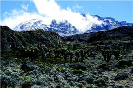 Senecio Kilimanjari grows on the stretching grassland by Mt. Kilimanjaro