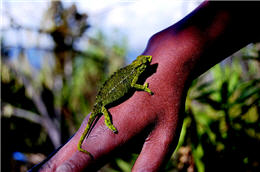 Chiang was very impressed by the detailed and informative explanation by the mountain guide
